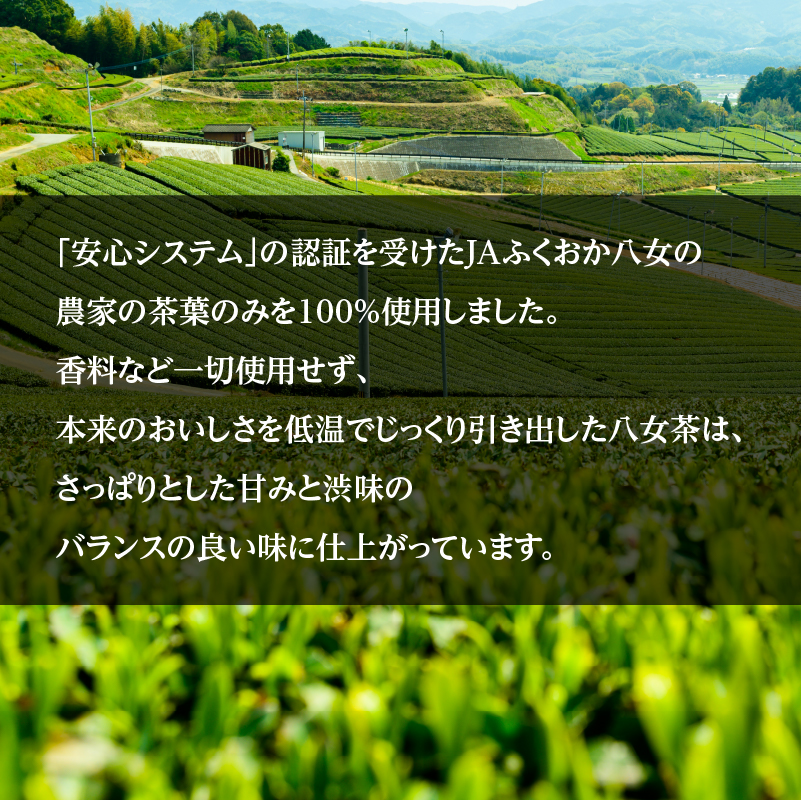 【産地直送】福岡の八女茶 煎茶ペットボトル（500ml×24本）