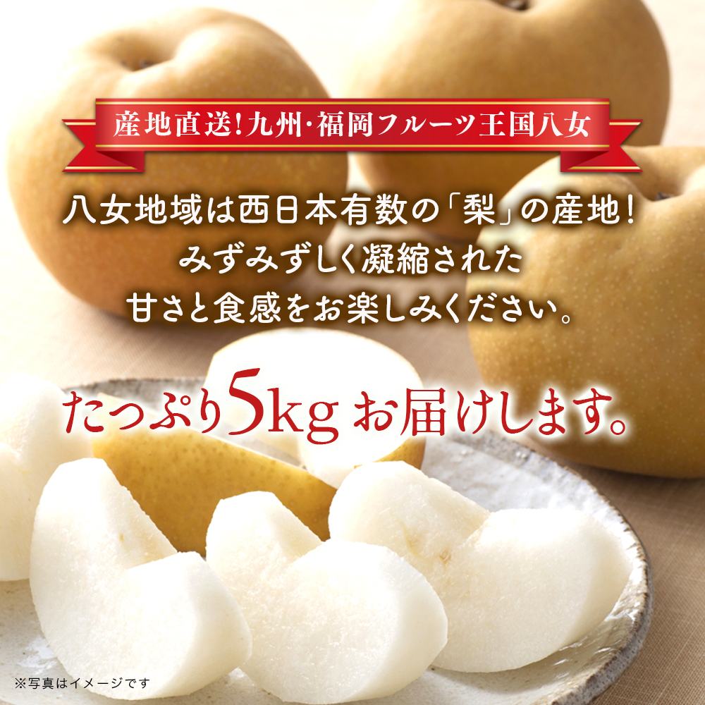 産地直送！ 梨(豊水) 約5kg 【2026年8～9月発送】九州・福岡フルーツ王国八女 ＜配送不可：北海道・沖縄・離島＞ なし ナシ 果物 果実 フルーツ 先行予約 デザート 旬 新鮮 甘い 甘み ジューシー みずみずしい 果汁 国産 季節限定 冷蔵配送 数量限定 秋の味覚