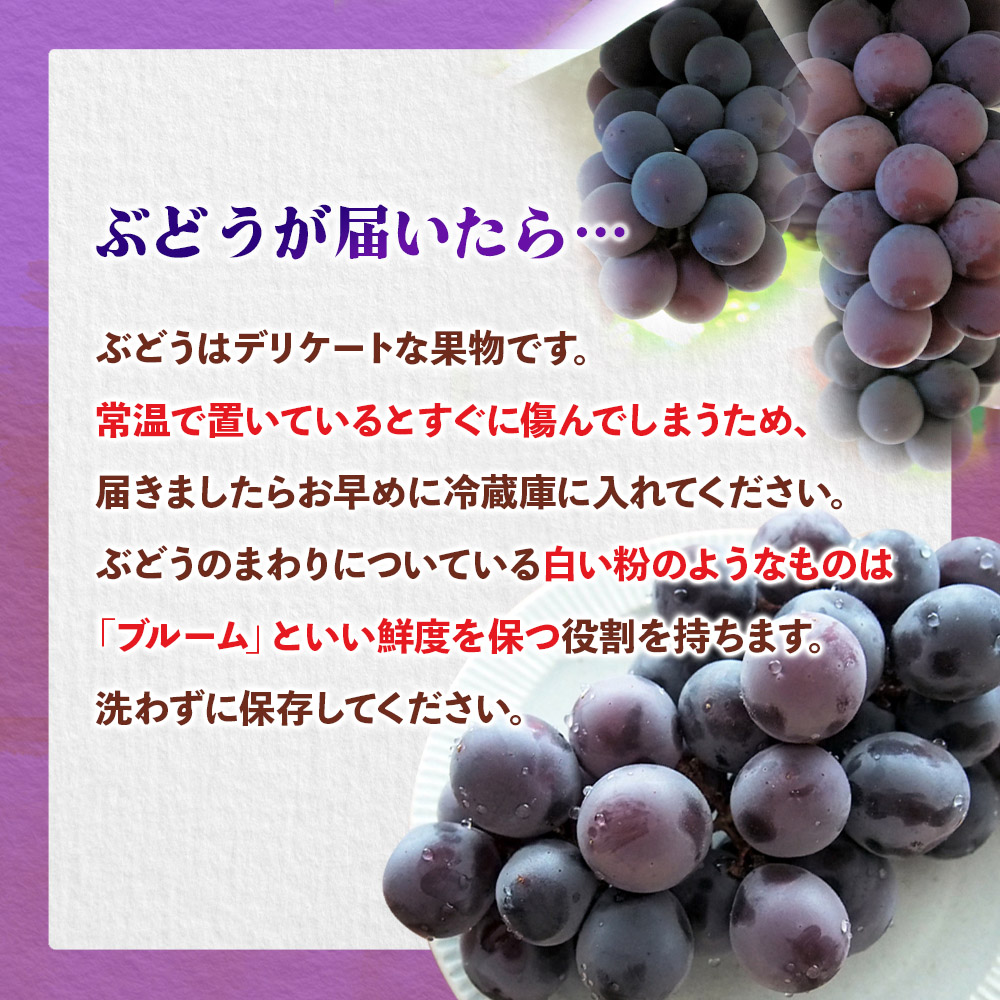 九州・福岡フルーツ王国八女　お楽しみ旬のフルーツ定期便【全５回】A｜＜配送不可：北海道・沖縄・離島＞  イチゴ 苺 いちご あまおう 桃 もも モモ ぶどう 葡萄 みかん 蜜柑 オレンジ キウイ キウイフルーツ 定期便 福岡 八女 北海道・沖縄・離島