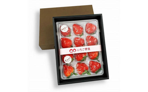 ＜2026年1月～順次発送＞苺三姉妹【あまおう＋旬のイチゴ2品種】食べ比べセット★数量限定★  あまおう いちご 苺 イチゴ フルーツ 果物 くだもの 人気 旬 福岡県産 食べ比べ 採れたて 3品種 セット 冷蔵配送 箱入り 贈答品 プレゼント 贈り物 産地直送 福岡県 八女市