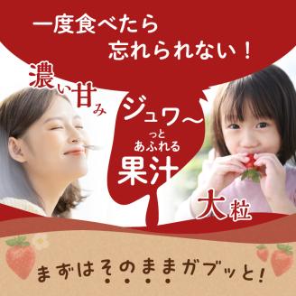 福岡県産あまおう 270g×4パック【3回定期便】  いちご 苺 イチゴ フルーツ あかい まるい おおきい うまい 人気 果物 福岡県産 八女市