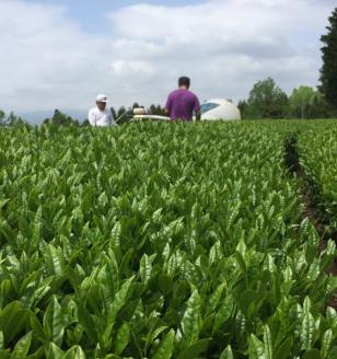 ＜農薬不使用八女茶＞極　煎茶初花詰合せ＜80g×2本＞