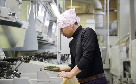 【新茶】奥八女新茶　詰合わせ(5本)【2025年5月発送開始】