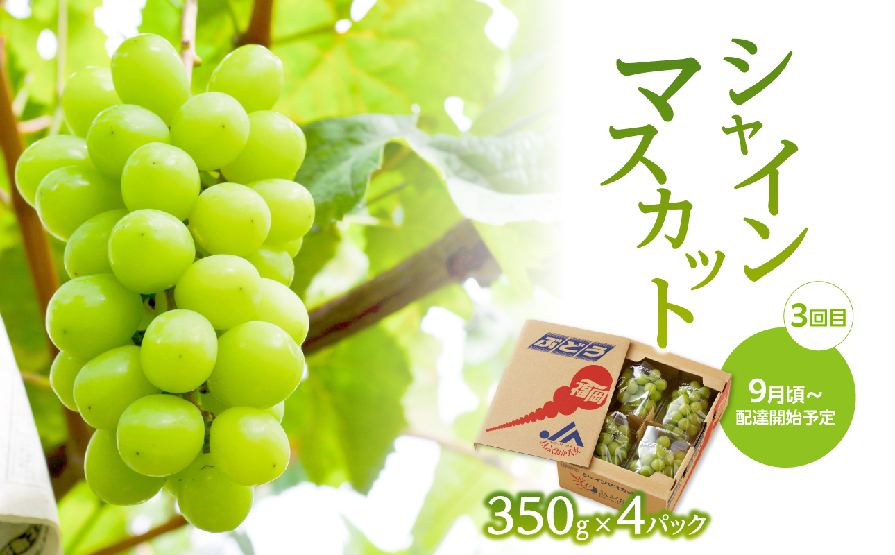 【先行受付】福岡ぶどう定期便【全3回】【ＪＡふくおか】ぶどう食べ比べ便 各1.4kg（種なし巨峰、ピオーネ、シャインマスカット）