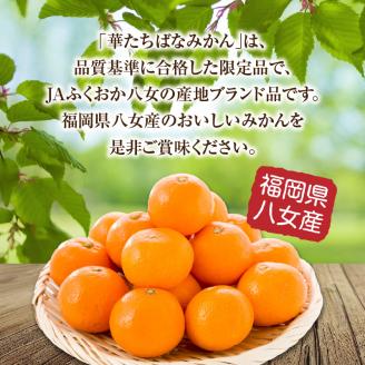 福岡人気のフルーツ定期便【全4回】ふるさと納税で人気のフルーツお届け便　JAふくおか八女からお届け！！ 梨 豊水 幸水 シャインマスカット みかん ミカン あまおう いちご 苺 イチゴ フルーツ 果物 くだもの 人気 旬 高糖度 甘い 福岡県産 アフター補償 数量限定 期間限定 産地直送 全4回 定期便 福岡県 八女市