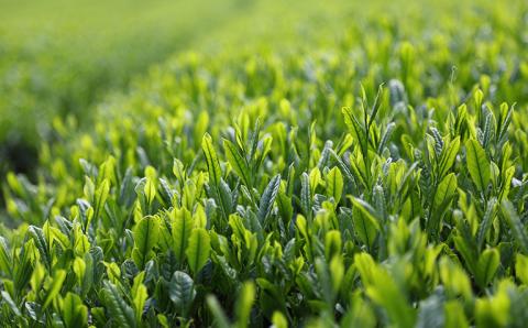 【新茶】奥八女新茶　八十八夜摘み【2026年5月発送開始】 お茶 八女茶 緑茶 茶葉 濃厚 国産 福岡県 八女市