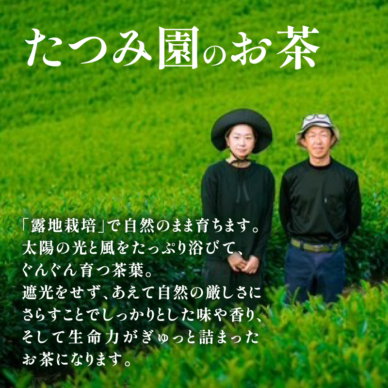 【たつみ園】八女茶 玉露入り 煎茶 ティーバッグ 5g×10個 1袋【メール便】  お茶 手軽 ティーバッグ 美味しい 緑茶 煎茶 まろやか ギフト お取り寄せ 玉露 福岡県 八女市