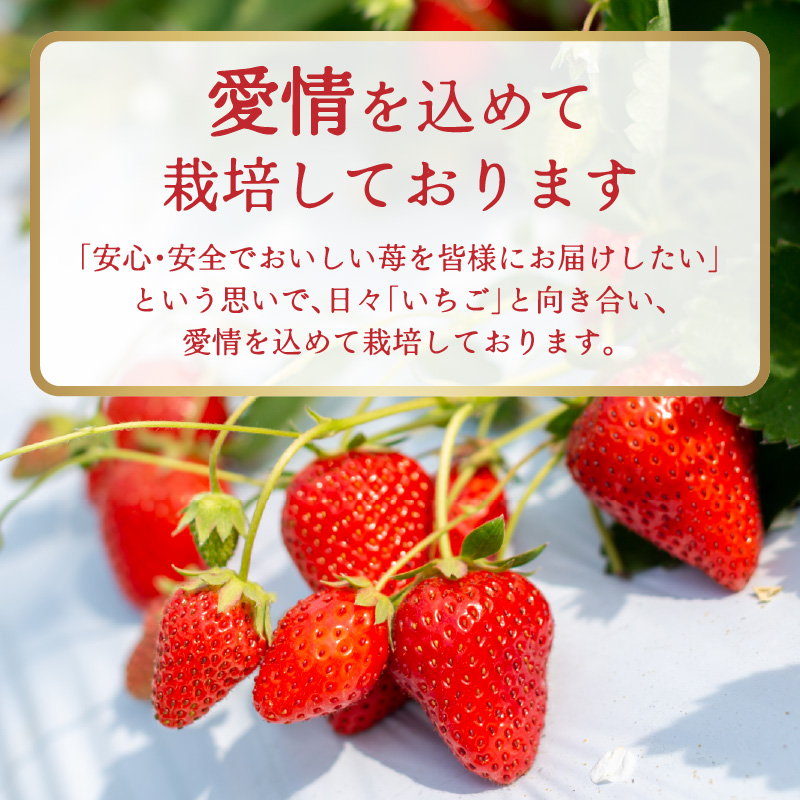福岡県産あまおう 約250g×2パック  いちご イチゴ 苺 あまおう フルーツ 果物 くだもの 250g 2パック 福岡県 八女市