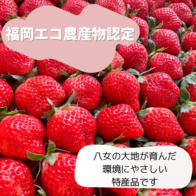冷凍いちご 500g×1パック【大月いちご園】  あまおう いちご 苺 イチゴ フルーツ くだもの 朝採り 冷凍 アレンジ 小分け 食べきり 福岡県 八女市