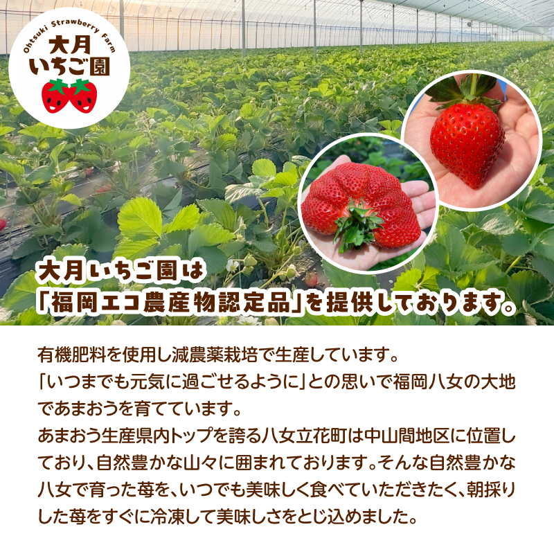 冷凍いちご 500g×2パック【大月いちご園】  あまおう いちご 苺 イチゴ フルーツ くだもの 朝採り 冷凍 アレンジ 小分け 食べきり 福岡県 八女市