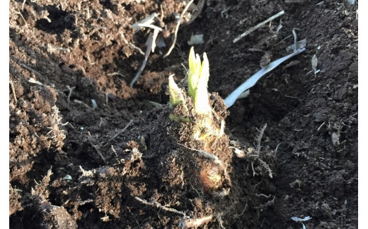 【ふるさと納税限定】姫のはごろも（たけのこの水煮）150g×6袋｜【出荷開始時期】2024年5月以降