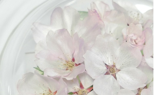 本物のサクラを加工した大人気のボトルフラワー