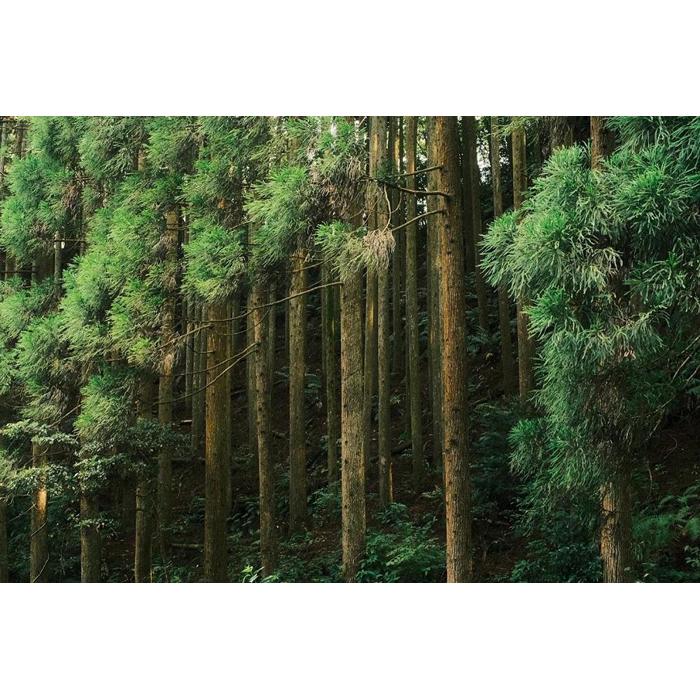 馬場水車場のお香（30ｇ×1束）×1箱