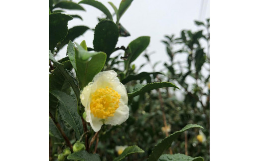 スキンケア専用　茶の実油「ティーシードオイル」希少で上質な100％ピュアオイル