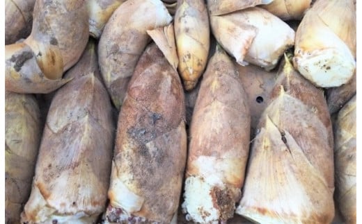 【ふるさと納税限定】姫のはごろも（たけのこの水煮）150g×6袋｜【出荷開始時期】2024年5月以降