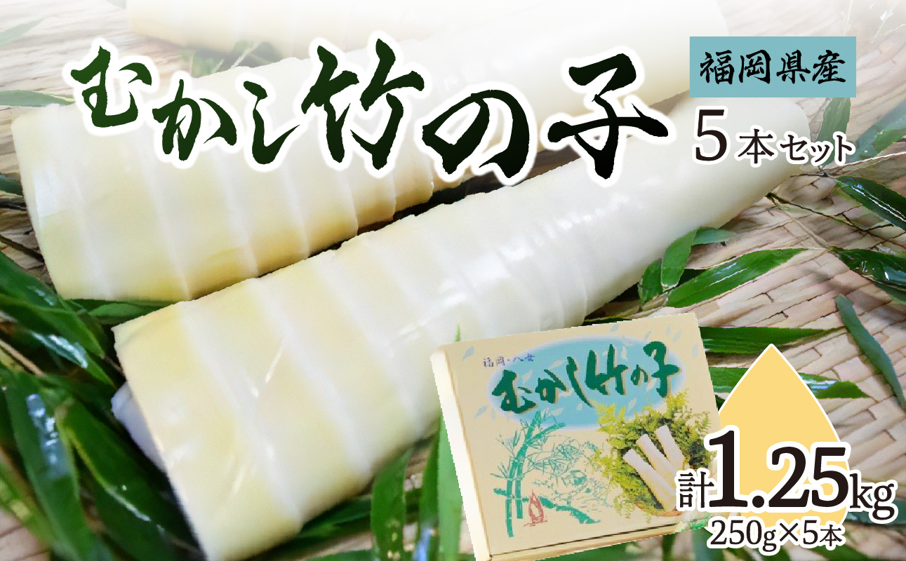 むかし竹の子　250g×5本セット｜【出荷時期】2024年5月以降