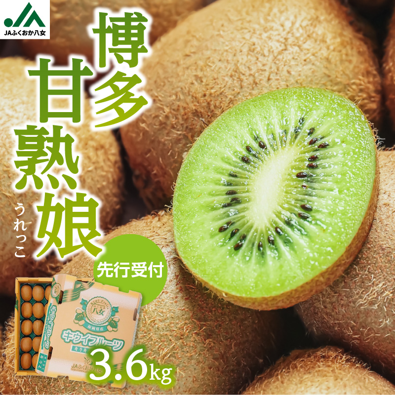 【先行予約】【2025年12月発送開始】博多甘熟娘（うれっこ）キウイ3.6kg｜ＪＡふくおか八女 キウイフルーツ 福岡 高糖度 先行予約 グリーンキウイ ヘイワード種