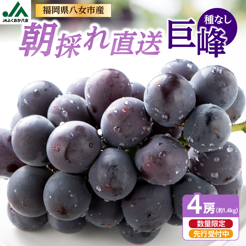 種なし 巨峰 約1.4kg（350g×4パック）｜2026年7月上旬～発送予定 産地直送 朝採れ 種なし 甘い ジューシー 大粒 数量限定 冷蔵 ぶどう ブドウ 葡萄 デザート 果物 くだもの フルーツ もぎたて スイーツ 九州 福岡県 八女市