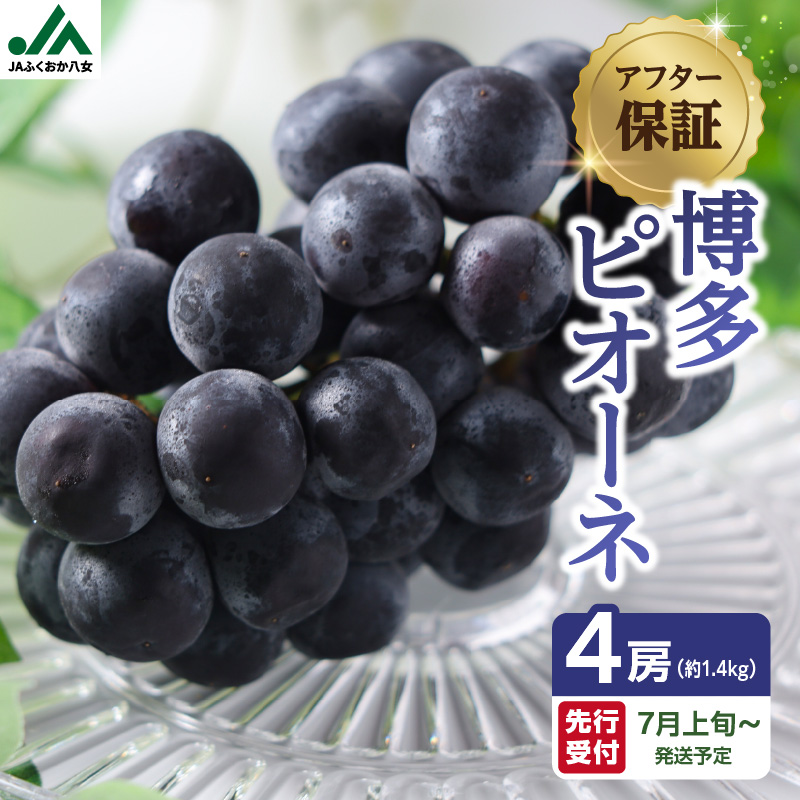 【先行受付】博多ピオーネ 1.4kg（350g×4パック）｜7月上旬～発送予定