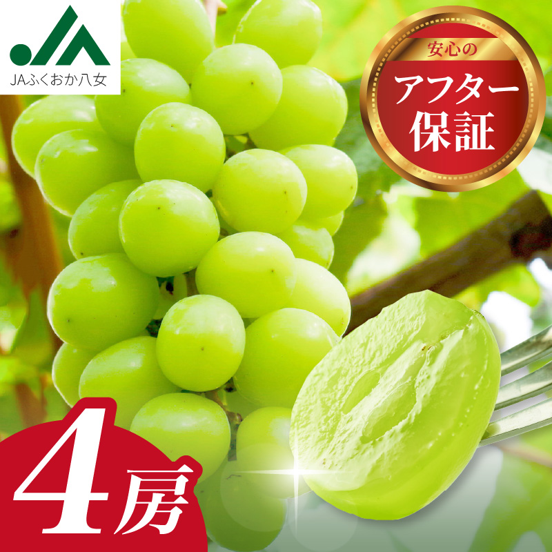【先行予約】シャインマスカット 1.4kg（350g×4パック）【ＪＡふくおか八女】｜９月上旬～発送予定 マスカット ぶどう 種なし 皮ごと食べられる 糖度18度 高糖度 甘い 厳選 産地直送 1.4kg 先行予約 旬 クール便 品質保証 数量限定 福岡 八女