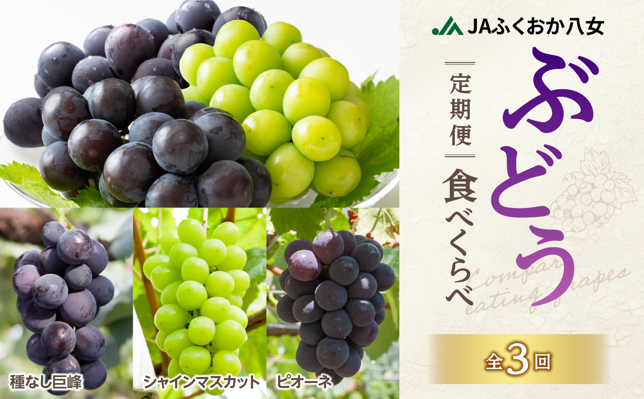 【先行受付】福岡ぶどう定期便【全3回】【ＪＡふくおか】ぶどう食べ比べ便 各1.4kg（種なし巨峰、ピオーネ、シャインマスカット）
