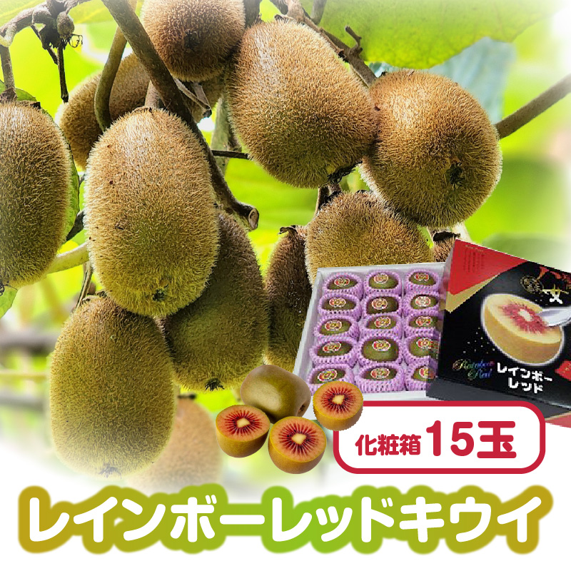 レインボーレッドキウイ 化粧箱15玉【2026年10月～順次発送】 キウイ 高糖度 甘いキウイ 期間限定 数量限定 箱入り 贈答品 福岡県 八女市