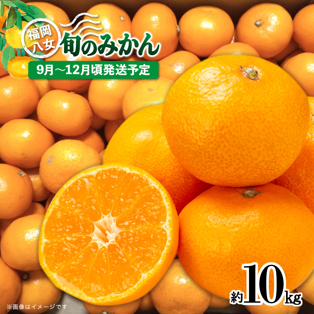 【先行受付】九州・福岡フルーツ王国八女　産地直送！旬のみかん　約１０ｋｇ【2025年9月～12月頃発送】＜配送不可：北海道・沖縄・離島＞