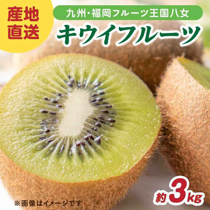 九州・福岡フルーツ王国八女 産地直送キウイフルーツ 約3.0kg【2026年12月発送開始】＜配送不可：北海道・沖縄・離島＞ フルーツ ヘイワード 産地直送 期間限定 福岡県 八女市