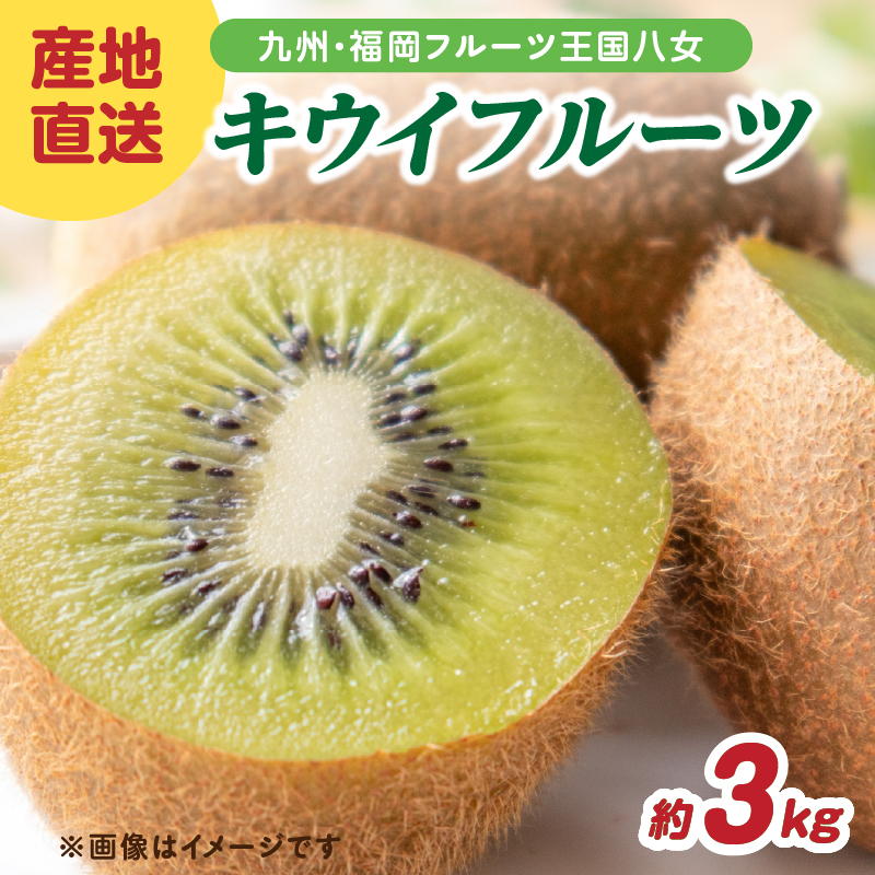 九州・福岡フルーツ王国八女 産地直送キウイフルーツ 約3.0kg【2026年12月発送開始】＜配送不可：北海道・沖縄・離島＞ フルーツ ヘイワード 産地直送 期間限定 福岡県 八女市