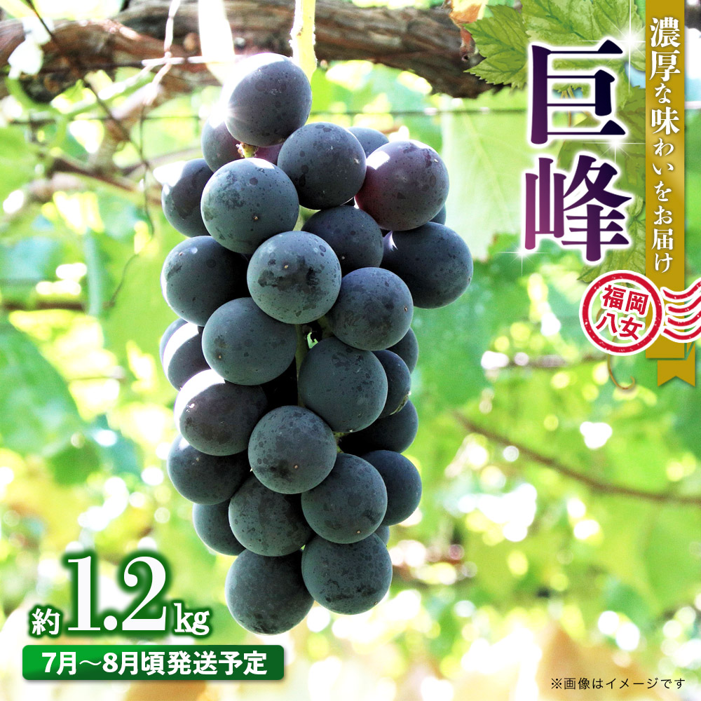 【先行受付】【2026年7月～8月発送予定】九州・福岡フルーツ王国八女から直送！巨峰［ぶどう］４パック（約1.2kg）＜配送不可：北海道・沖縄・離島＞ 巨峰 ブドウ フルーツ デザート 旬 果物 直送 果汁 みずみずしい 福岡県 八女市