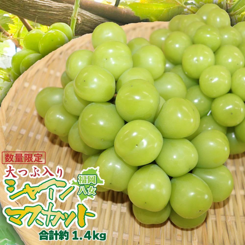 【先行受付】【2026年発送】九州福岡フルーツ王国八女 大粒入りシャインマスカット 約1.4kg【数量限定】＜配送不可：北海道・沖縄・離島＞ 数量限定 約1.4kg 高糖度 大粒 厳選 果物 くだもの フルーツ ぶどう 葡萄 ジューシー 種なし 冷蔵 九州 福岡県 八女市