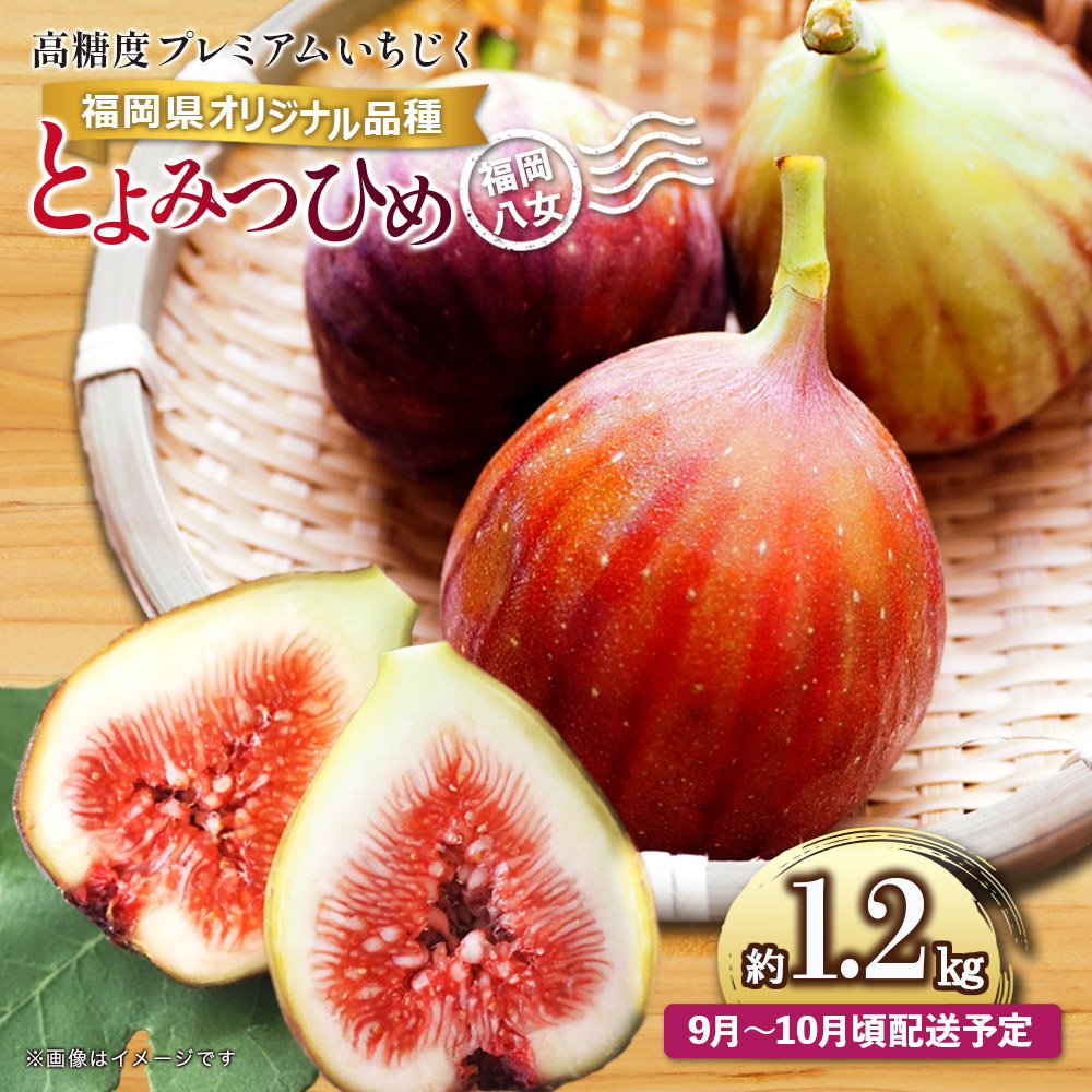 【先行受付】【2026年9月～10月頃順次発送】福岡県オリジナル品種 高糖度プレミアムいちじく 「とよみつひめ」約1.2kg ＜配送不可：北海道・沖縄・離島＞