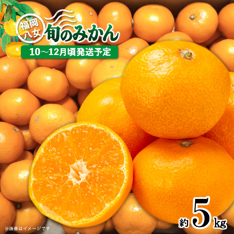 【先行受付】九州・福岡フルーツ王国八女 産地直送！旬のみかん 約5kg【2026年10月～12月頃発送】＜配送不可：北海道・沖縄・離島＞ みかん 旬 早生 レギュラー No.1 産地直送 福岡県 八女市