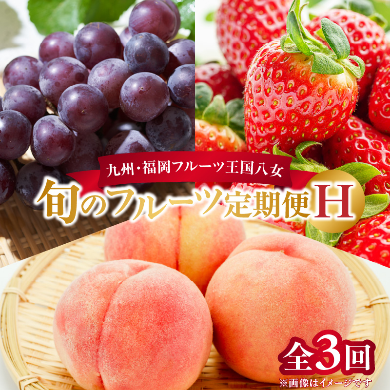 九州・福岡フルーツ王国八女　旬のフルーツ定期便【全３回】 H｜＜配送不可：北海道・沖縄・離島＞ あまおう もも いちご 苺 桃 ぶどう 果物  先行予約 福岡県 フルーツ 定期便