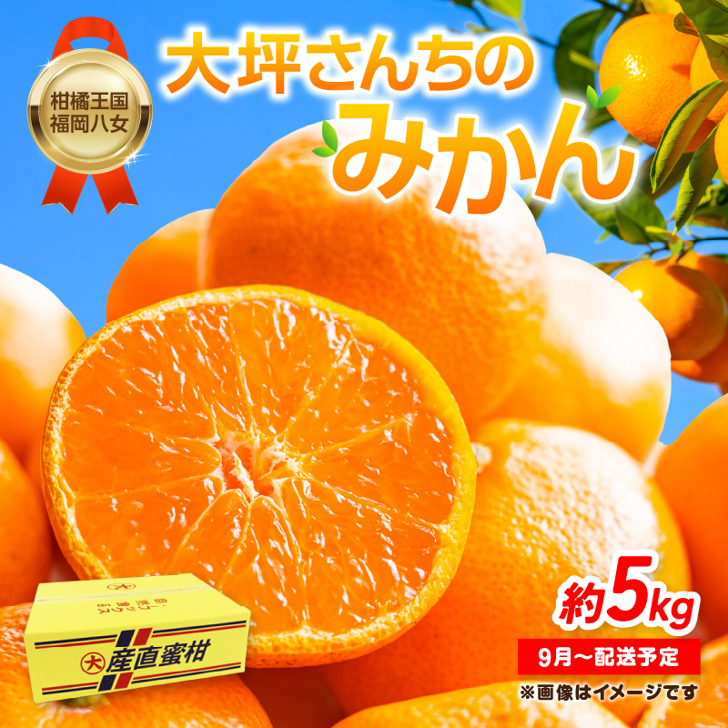 【9月上旬～2月下旬配送予定】【柑橘王国福岡・八女】農家直送！大坪さんちのみかん  みかん 立花町 大坪農園 農産直売所 安心安全 肥料配合 福岡県 八女