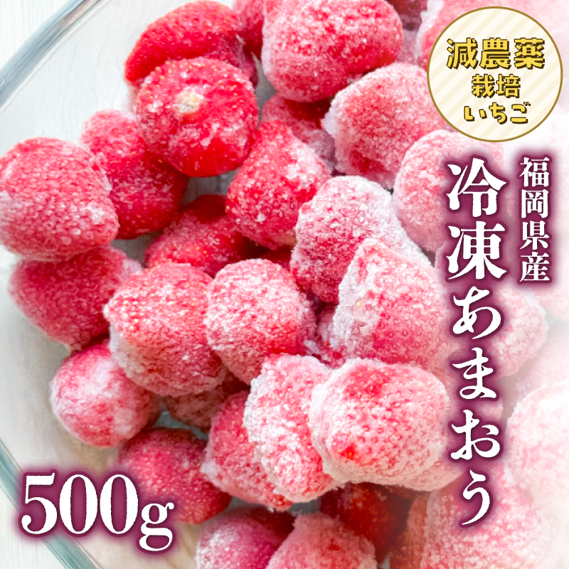 冷凍いちご 500g×1パック【大月いちご園】  あまおう いちご 苺 イチゴ フルーツ くだもの 朝採り 冷凍 アレンジ 小分け 食べきり 福岡県 八女市