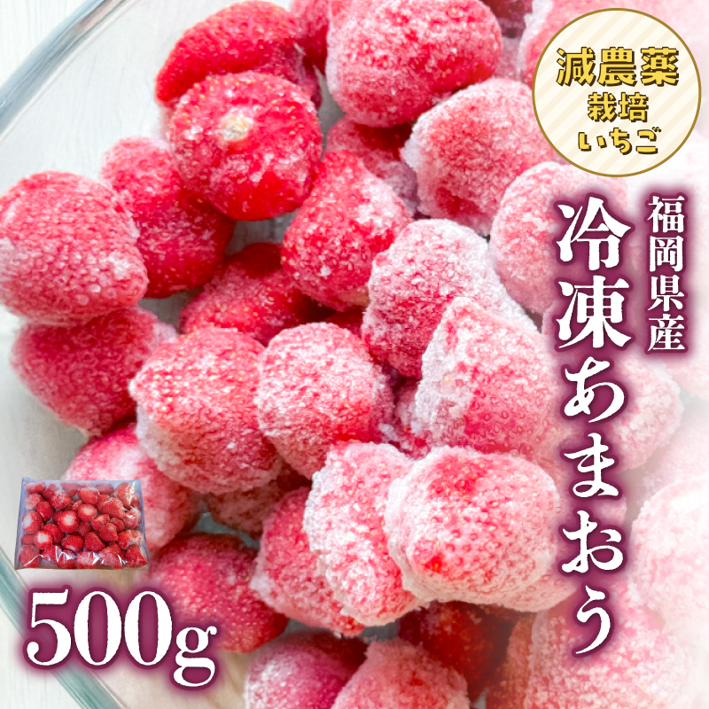 冷凍いちご 500g×1パック【大月いちご園】  あまおう いちご 苺 イチゴ フルーツ くだもの 朝採り 冷凍 アレンジ 小分け 食べきり 福岡県 八女市