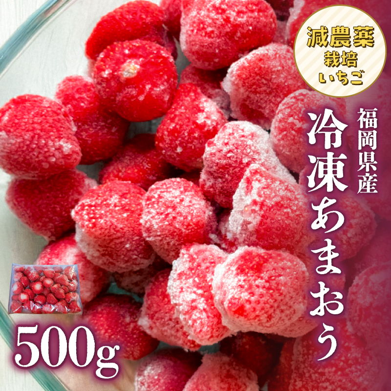 冷凍いちご 500g×1パック【大月いちご園】  あまおう いちご 苺 イチゴ フルーツ くだもの 朝採り 冷凍 アレンジ 小分け 食べきり 福岡県 八女市