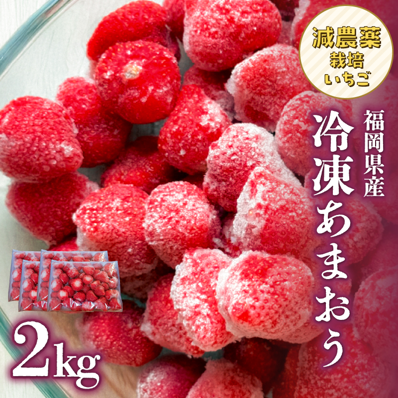 冷凍いちご 500g×4パック 【大月いちご園】 イチゴ 苺 あまおう 冷凍 2kg 大容量 果物 九州 国産 フルーツ スムージー ジャム 福岡県 八女市
