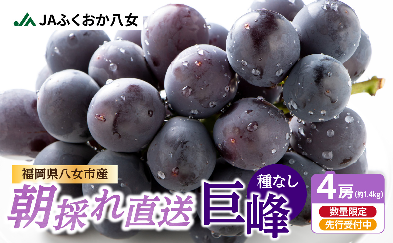 種なし 巨峰 約1.4kg(350g×4パック)|2026年7月上旬〜発送予定 産地直送 朝採れ 種なし 甘い ジューシー 大粒 数量限定 冷蔵 ぶどう ブドウ 葡萄 デザート 果物 くだもの フルーツ もぎたて スイーツ 九州 福岡県 八女市