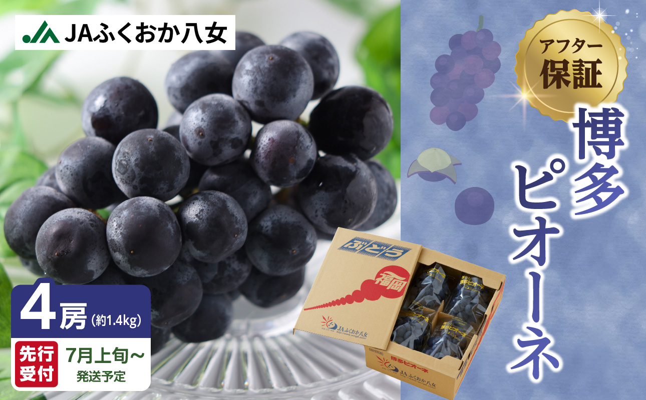 [先行受付]博多ピオーネ 1.4kg(350g×4パック)|7月上旬〜発送予定