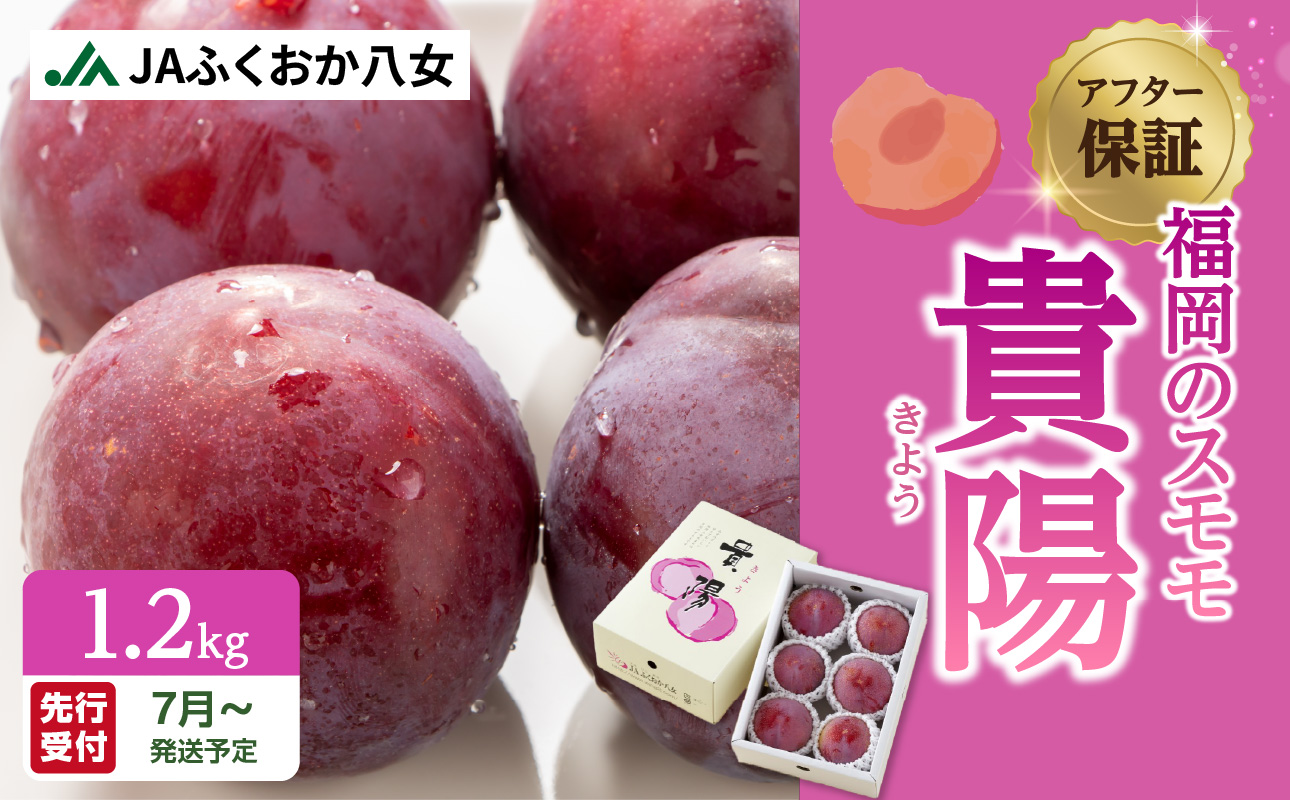 [先行受付][福岡のスモモ]貴陽[1.2kg][JAふくおか八女]※7月上旬〜発送予定 すもも フルーツ 産地直送 高糖度 糖度18度 美味しい 濃厚 甘酸っぱい 旬 先行予約 数量限定 期間限定 クール便 冷蔵配送