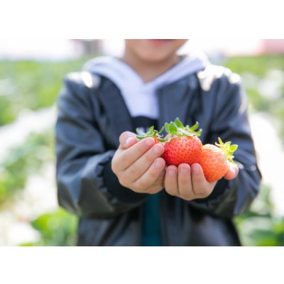 いちごファームきららのあまおう　約1140g(約285g×4パック)(筑後市)【配送不可地域：離島・北海道・沖縄県】