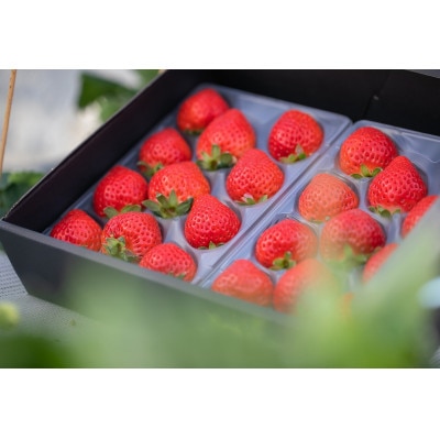 ふくおかエコ農産物認証!あまおうEXサイズ 贈答用 約600g 約300g×2パック(筑後市)【配送不可地域：離島】