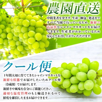 農園直送!訳ありシャインマスカット2kg以上 朝採れ 糖度18度以上 【2026年8～9月発送】【配送不可地域：離島】