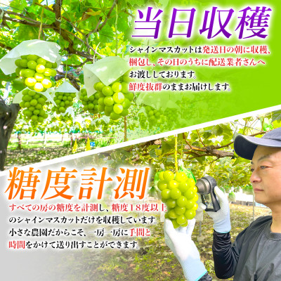 農園直送!シャインマスカット5kg(8～10房)朝採れ 糖度18度以上 【2026年8～9月発送】【配送不可地域：離島】