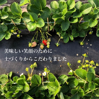 あまおう500g(化粧箱入り)×1箱【配送不可地域：離島】