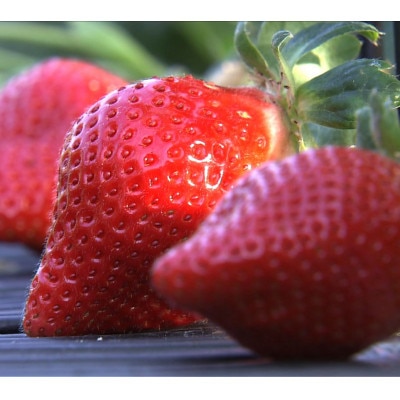 プレミアムあまおうギフト約840g(約420g×2箱)【配送不可地域：離島】