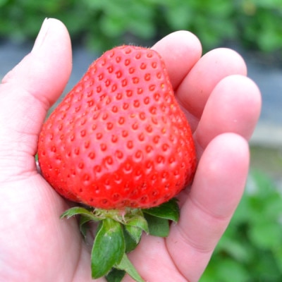 [秀品]あまおう250g×4パック(M～2Lサイズ)【配送不可地域：離島】