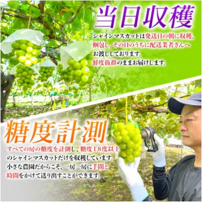 農園直送!訳ありシャインマスカット1kg以上 朝採れ 糖度18度以上 【2026年8～9月発送】【配送不可地域：離島】